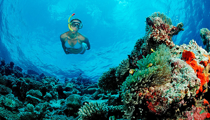 🌴🐋 Abu Dabbab Bay – Dugong & Marine Life Adventure